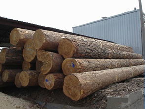 俄羅斯楊木原木供應——廈門湖里勝佳木材經營部，質優價廉，現貨直銷