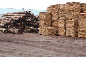 沂水锨把木材銷售 品質(zhì)與工藝的完美結(jié)合